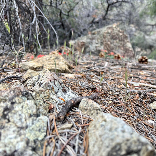 Close up of rocks and ants